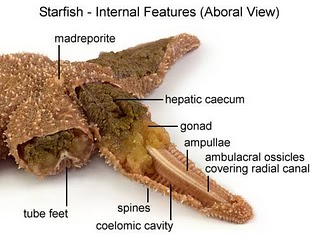 Image result for internal anatomy of a starfish